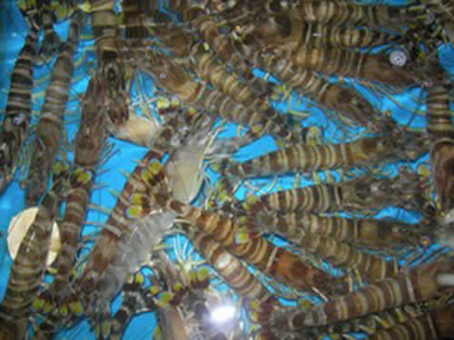 斑节虾02
